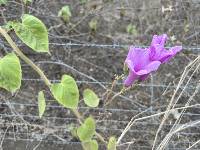 Ipomoea carnea image