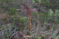 Puya parviflora image