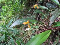 Maxillaria colorata image