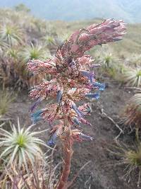 Puya parviflora image