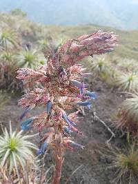 Puya parviflora image