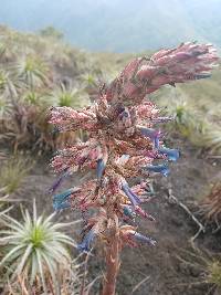 Puya parviflora image