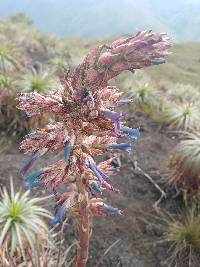 Puya parviflora image