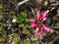 Bejaria resinosa image