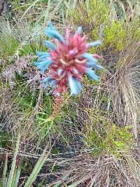 Puya eryngioides image