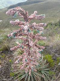 Puya parviflora image