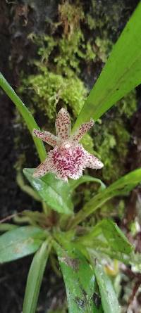 Image of Kefersteinia tolimensis