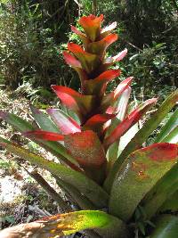 Guzmania gloriosa image