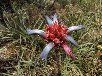 Puya eryngioides image