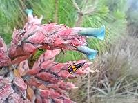 Puya parviflora image