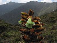 Puya nitida image