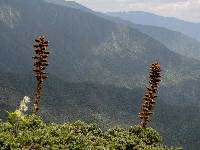 Puya nitida image