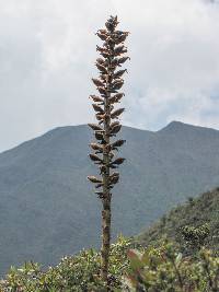 Puya nitida image