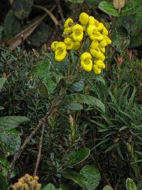 Calceolaria oxyphylla image