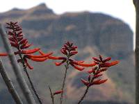 Erythrina smithiana image