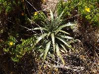 Puya cuevae image