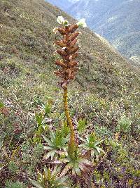 Puya nitida image