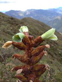 Puya nitida image