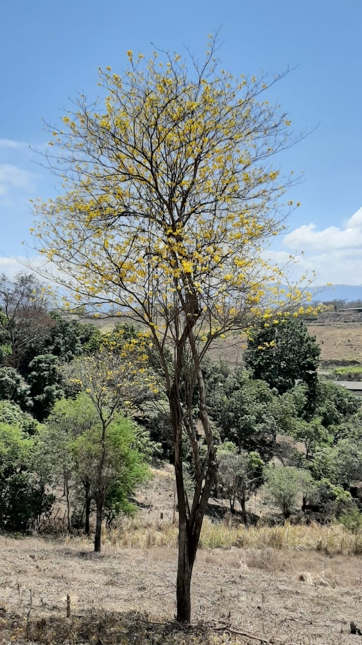 Handroanthus chrysanthus image