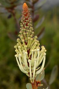 Oreocallis grandiflora image