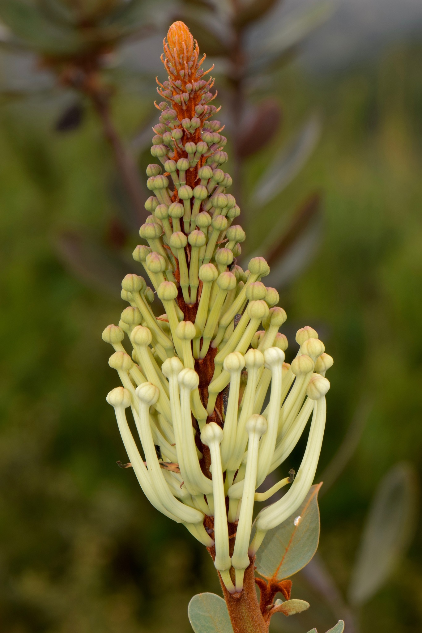 Oreocallis grandiflora image