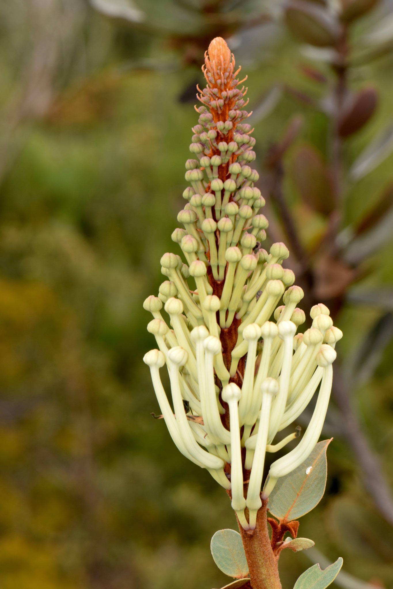 Oreocallis image