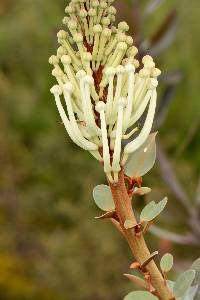 Image of Oreocallis grandiflora