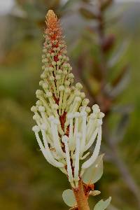 Oreocallis grandiflora image