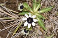 Eryngium humile image