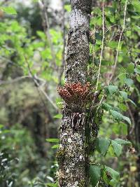 Tillandsia biflora image