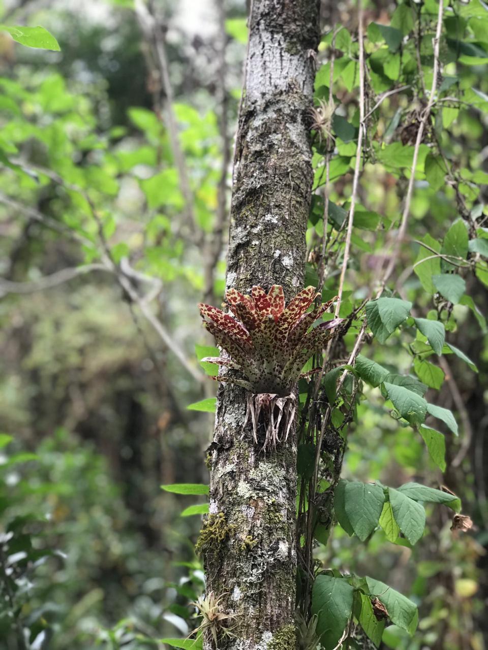 Tillandsia biflora image