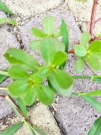 Portulaca oleracea image