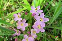 Centaurium erythraea image