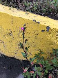 Oenothera rosea image