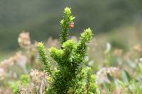 Clinopodium taxifolium image