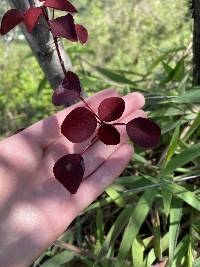 Euphorbia cotinifolia image