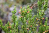 Clinopodium taxifolium image