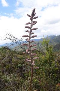 Puya parviflora image