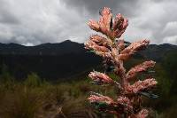 Puya parviflora image