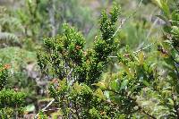 Clinopodium taxifolium image