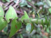 Callisia repens image