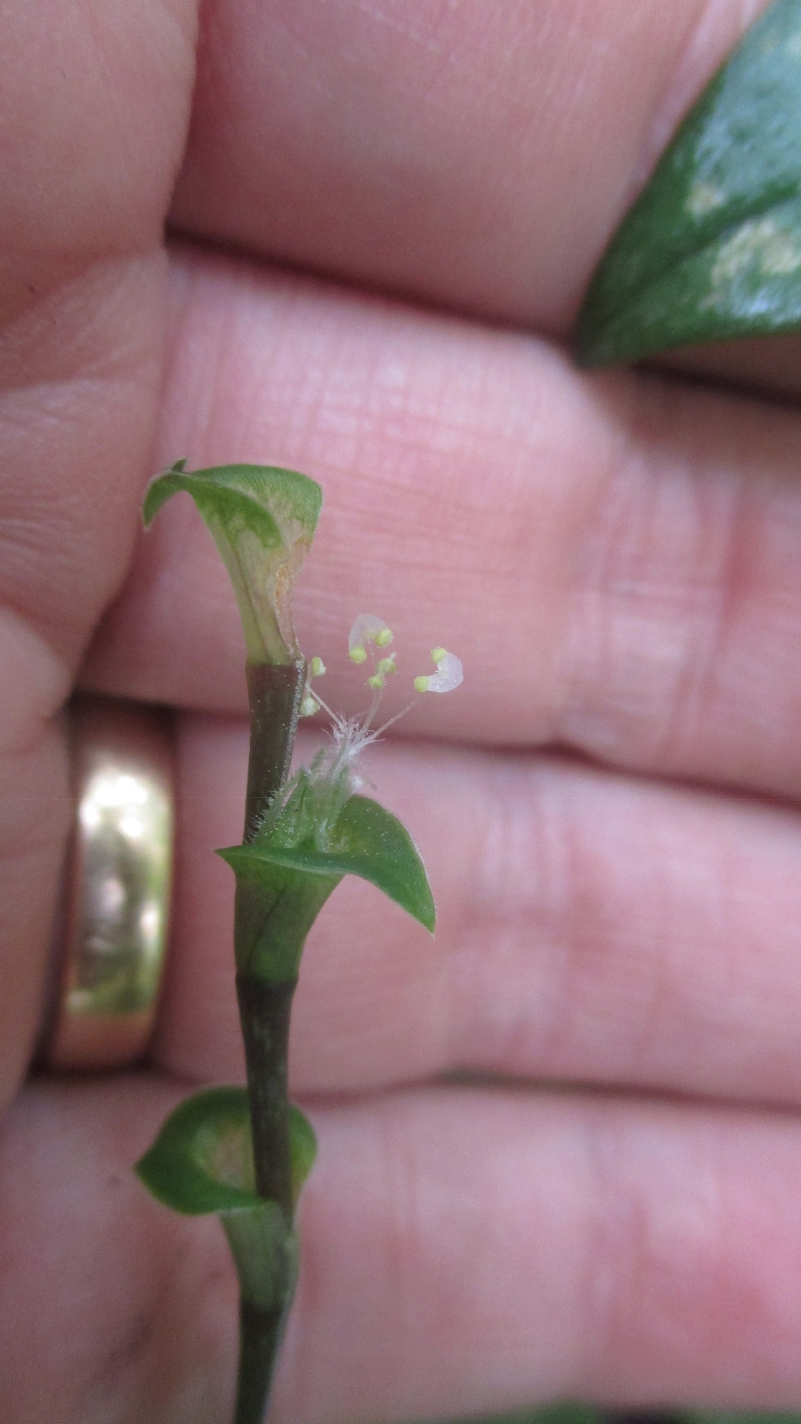 Callisia repens image