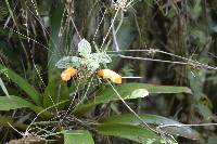 Columnea strigosa image