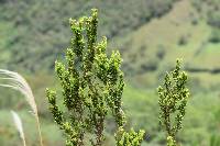 Clinopodium taxifolium image