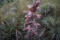 Puya parviflora image