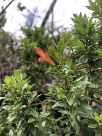 Clinopodium taxifolium image