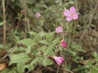 Oenothera rosea image