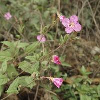 Oenothera rosea image