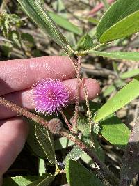 Mimosa albida image