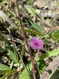 Mimosa albida image